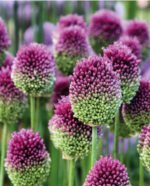 Bulbi Usturoi Decorativ Sphearocephalon - pachet 3 bulbi marime 5+ (Livrarea dupa 10 Septembrie) - imagine 3