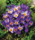 Brandusa - Crocus Tricolor timpuriu marime 5/7 - pachet 5 bulbi (Livrarea dupa 10 Septembrie)