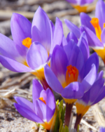 Brandusa - Crocus Tricolor timpuriu marime 5/7 - pachet 5 bulbi (Livrarea dupa 10 Septembrie) - imagine 2
