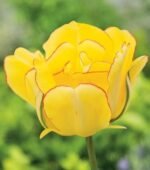 Bulbi lalele duble Akebono marime 12+, pachet 3 bucati (Livrarea dupa 10 Septembrie) - imagine 4