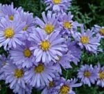 Aster Novii Belgii Lady in Blue (Pitic)  - Aster Dumosus - la ghiveci P9 - H 10-15 cm