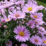Aster Novii Belgii Peter Harrison (Pitic)  - Aster Dumosus - la ghiveci P9 - H 10-15 cm - imagine 3
