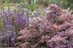 Aster Callico - Aster lateriflorus Horizontalis la ghiveci P9 - H 10-15 cm - imagine 2