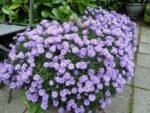 Aster Novii Belgii Lady in Blue (Pitic)  - Aster Dumosus - la ghiveci P9 - H 10-15 cm - imagine 3