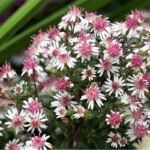 Aster Callico - Aster lateriflorus Prince la ghiveci P9 - H 10-15 cm