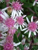 Aster Callico - Aster lateriflorus Horizontalis la ghiveci P9 - H 10-15 cm
