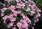 Aster Novii Belgii Peter Harrison (Pitic)  - Aster Dumosus - la ghiveci P9 - H 10-15 cm - imagine 2
