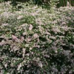 Aster Callico - Aster lateriflorus Prince la ghiveci P9 - H 10-15 cm - imagine 3