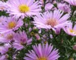 Aster Novii Belgii Peter Harrison (Pitic)  - Aster Dumosus - la ghiveci P9 - H 10-15 cm