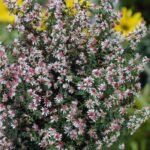 Aster Callico - Aster lateriflorus Prince la ghiveci P9 - H 10-15 cm - imagine 2