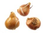 Bulbi Lalele Duble Angelique  - pachet 3 bucati marime 12+ (Livrarea dupa 10 Septembrie) - imagine 4