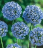 Bulbi Allium Caeruleum marime 5+ - Ceapa decorativa albastra- pachet 3 bucati (Livrarea dupa 10 Septembrie)