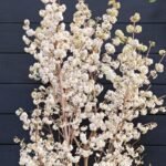 Callicarpa bodinieri „Magical Snowqueen” la ghiveci P19, H 40-50 cm - imagine 3