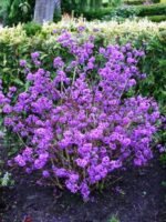 Callicarpa bodinieri 'Profusion' la ghiveci C2, H 40-50 cm - imagine 2