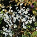 Callicarpa bodinieri „Magical Snowqueen” la ghiveci P19, H 40-50 cm - imagine 2