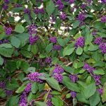 Callicarpa bodinieri 'Profusion' la ghiveci C2, H 40-50 cm - imagine 3