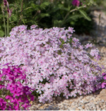 Brumarele - Phlox Subulata Candy Stripe - planta perena vesnic verde la ghiveci P9 - imagine 2