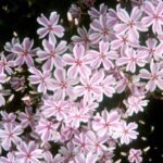 Brumarele - Phlox Subulata Candy Stripe - planta perena vesnic verde la ghiveci P9
