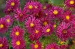 Aster Novii Belgii Crimson Brocade la ghiveci P9 - H 10-15 cm