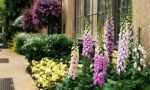 Degetel - Digitalis purpurea - planta perena la ghiveci P9 - imagine 3