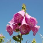 Degetel - Digitalis purpurea - planta perena la ghiveci P9 - imagine 2