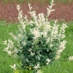 Euonymus Fortunei Harlequin cu frunzis permanent la ghiveci P9.5, H 15-20 cm