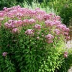 Iarba lui Joe-Pye - Eupatorium maculatum 'Atropurpureum' la ghiveci P9