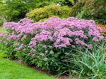Iarba lui Joe-Pye - Eupatorium maculatum 'Atropurpureum' la ghiveci P9 - imagine 3