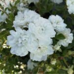 Trandafir pitic acoperitor de sol Rosa White Fairy la ghiveci P13, H 25-30 cm - imagine 2
