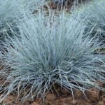Festuca Glauca Elijah Blue  la ghiveci P9