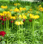 Floarea Pastelui - Laleaua Regala - Fritillaria  Lutea marime 20/24 - pachet 3 bulbi (Livrarea dupa 10 Septembrie) - imagine 3