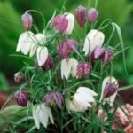 Bulbi Fritillaria Meleagris Mix marime 6+ - pachet 5 bucati (Livrarea dupa 10 Septembrie) - imagine 2