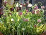Bulbi Fritillaria Meleagris Mix marime 6+ - pachet 5 bucati (Livrarea dupa 10 Septembrie) - imagine 3