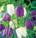 Bulbi Fritillaria Meleagris Mix marime 6+ - pachet 5 bucati (Livrarea dupa 10 Septembrie)