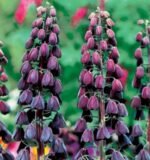 Lalea Imperiala - Fritillaria Persica Neagra marime 24+ - 1 bulb (Livrarea dupa 10 Septembrie)