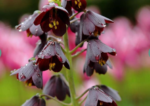 Lalea Imperiala - Fritillaria Persica Neagra marime 24+ - 1 bulb (Livrarea dupa 10 Septembrie) - imagine 2