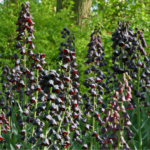 Lalea Imperiala - Fritillaria Persica Neagra marime 24+ - 1 bulb (Livrarea dupa 10 Septembrie) - imagine 3