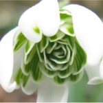 Bulbi Ghiocei dubli Flore Pleno marime 5+  - pachet 5 bulbi (Acest produs se livreaza dupa 10 Septembrie) - imagine 3