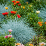 Festuca Glauca Elijah Blue  la ghiveci P9 - imagine 2
