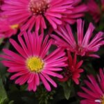 Aster Novii Belgii Jenny (Pitic)  - Aster Dumosus - la ghiveci P9 - imagine 2