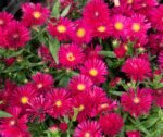 Aster Novii Belgii Jenny (Pitic)  - Aster Dumosus - la ghiveci P9
