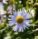 Aster Japonez cu inflorire toata vara - Kalimeris incisa „Madiva” - planta perena la ghiveci P9 - imagine 3