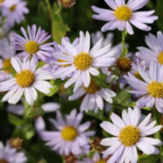 Aster Japonez cu inflorire toata vara - Kalimeris incisa „Madiva” - planta perena la ghiveci P9