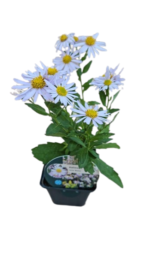 Aster Japonez cu inflorire toata vara - Kalimeris incisa „Madiva” - planta perena la ghiveci P9 - imagine 4