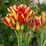 Bulbi Lalele Multiflora Wonder Club marime 12+ -pachet 3 bucati (Acest produs se livreaza dupa 10 Septembrie)