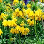 Floarea Pastelui - Laleaua Regala - Fritillaria  Lutea marime 20/24 - pachet 3 bulbi (Livrarea dupa 10 Septembrie) - imagine 2