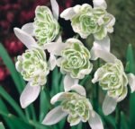 Bulbi Ghiocei dubli Flore Pleno marime 5+  - pachet 5 bulbi (Acest produs se livreaza dupa 10 Septembrie) - imagine 4