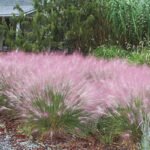 Iarba decorativa perena Muhlenbergia capillaris (Iarba Muhly Roz) la ghiveci P 9 (Livrarea dupa 10 Septembrie) - imagine 3