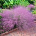 Iarba decorativa perena Muhlenbergia capillaris (Iarba Muhly Roz) la ghiveci P 9 (Livrarea dupa 10 Septembrie) - imagine 2