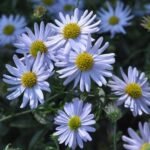 Aster Japonez - Kalimeris incisa „Nana Blue” - planta perena la ghiveci P9